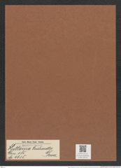 Huttonia reichardtii Grun. (de-Toni-Nr.: Genus 185, Species 4615) Zeichnungen Sammlung Grunow Mappe 04518 (Herbarium_W_Grunow_drawings_Folder_04518)